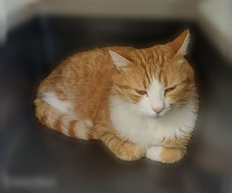 Perdu chat mâle, Rue des Écoles, 42, Avallon - roux et blanc - photo