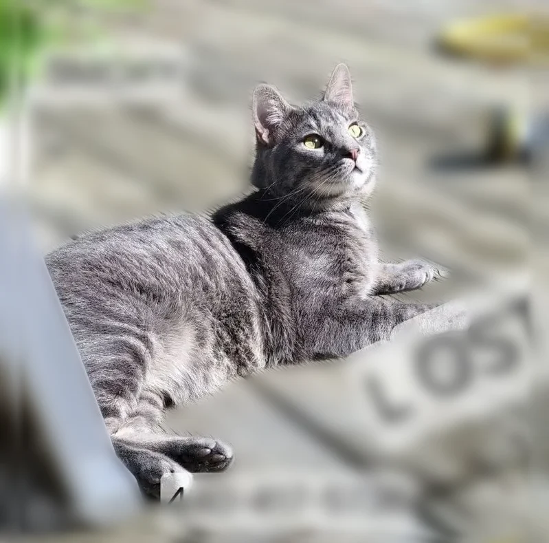 Lost cat, Blaine Street, 518, Geneva - male, very vocal, friendly - photo