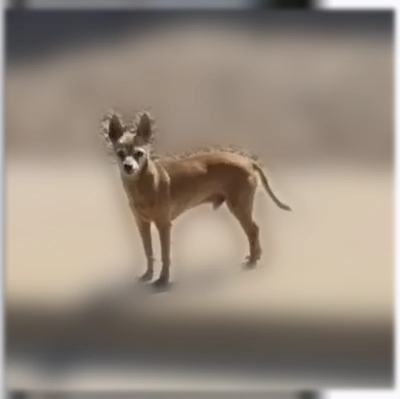 Lost dog, Woodridge Drive, Henderson, San Jose - senior male named Harvard - photo