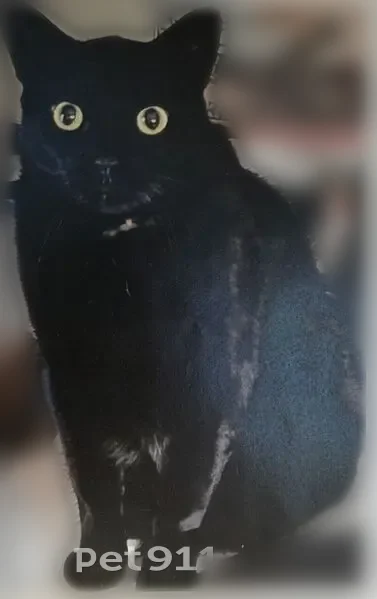 Lost cat, Centaurian Drive, 333, Berlin Township, Berlin - male, all black, brown and Amber collar - photo