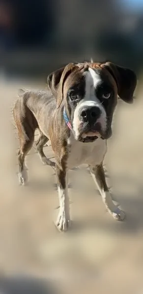 Lost dog, Collier Parkway, 3032, Land O' Lakes, Atlanta - male, brindle coat with white chest - photo