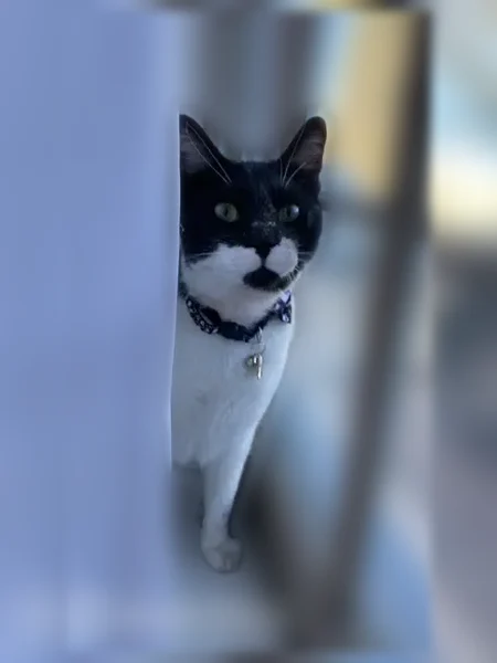 Lost cat, Running Water Circle Southeast, Albuquerque - microchipped male - photo