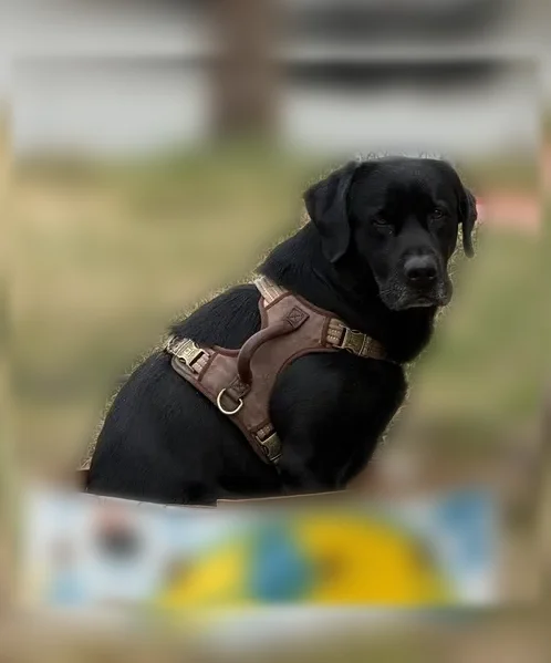 Lost dog, Seattle - all black with whitening around mouth - photo