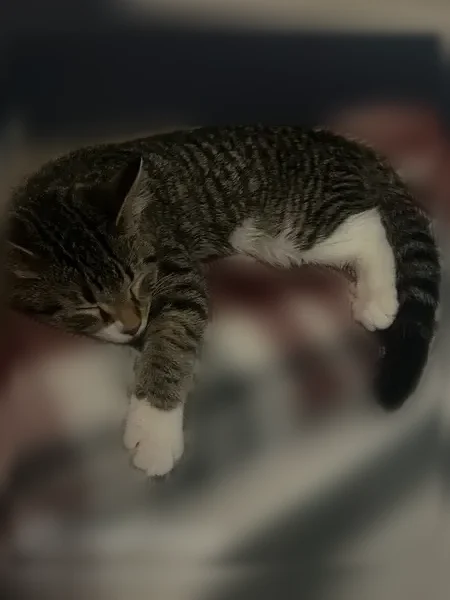 Lost cat, Dearborn Heights, Michigan, Detroit - female tabby with green tattoo and hump on nose - photo