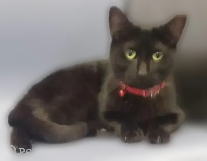 Lost cat, Amsterdam Avenue, 830, Manhattan - female, with a slightly tipped ear and a shaved belly - photo