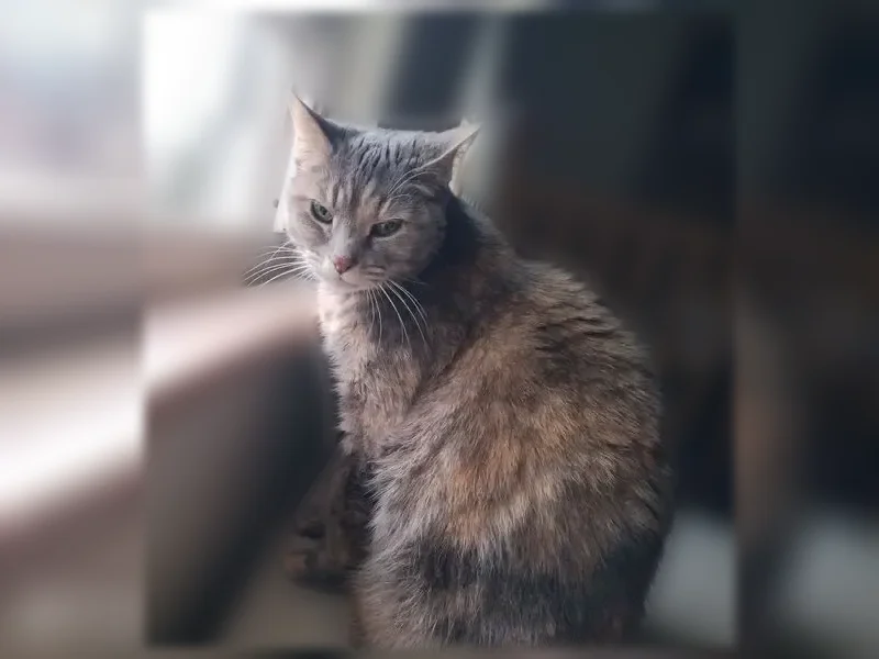 Lost cat, Vera Avenue, 2432, Cincinnati, Columbus - female, sweet, food-driven - photo
