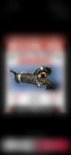 Lost dog, East Dinuba Avenue, 944, Reedley - male, gray and white, medium-sized - photo