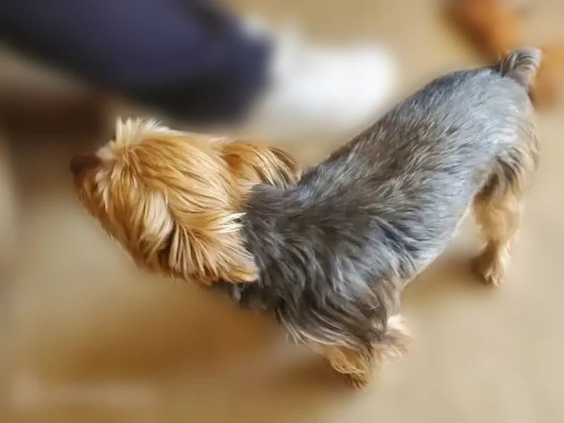 Lost dog, Edgewood Avenue, Saxon, Arlington - male, black and tan yorkie - photo