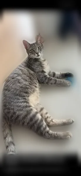 Perdu chat femelle, Route de Valence, 10, Beaumont-lès-Valence, Paris - jeune chatte stérilisée tigrée gris et blanc - photo