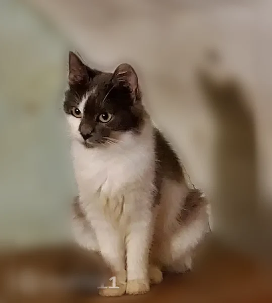Chat perdu, femelle, Rue du Milieu, 6, Ancône — petite, poils mi-longs blanc et gris - photo