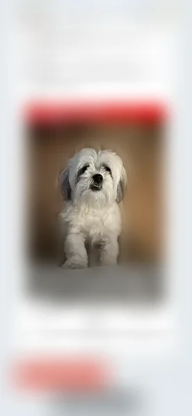 Lost dog, 6th Street Northwest, 1506, Hickory - female Shih Tzu bichon mix, chipped - photo