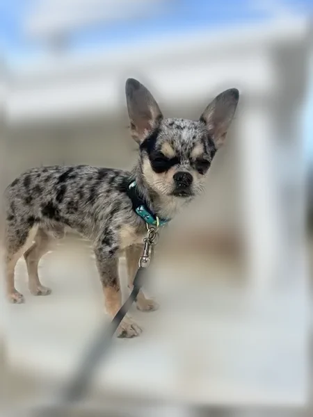 Lost dog, Mallory Square Circle, 20368, Rehoboth Beach — male, merle coloring - photo