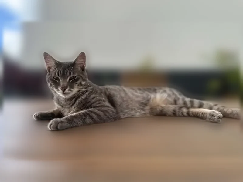 Chat perdu, Rue de la Croix Verte, 6, Vannes - mâle tigré gris - photo