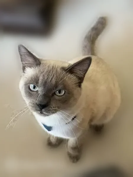 Lost cat, Black Berry Lane, 6139, Dallas - Siamese male, declawed front - photo