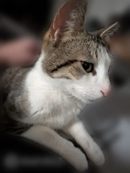 Lost cat, male, Southwest Sweek Drive, 8900, Hillsboro - white underside, cropped left ear - photo