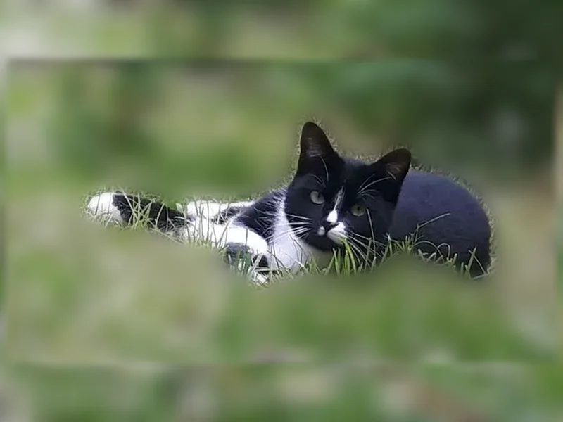 Chat perdu mâle, Rue Mulot, 72B, Saint-Quentin - noir et blanc - photo