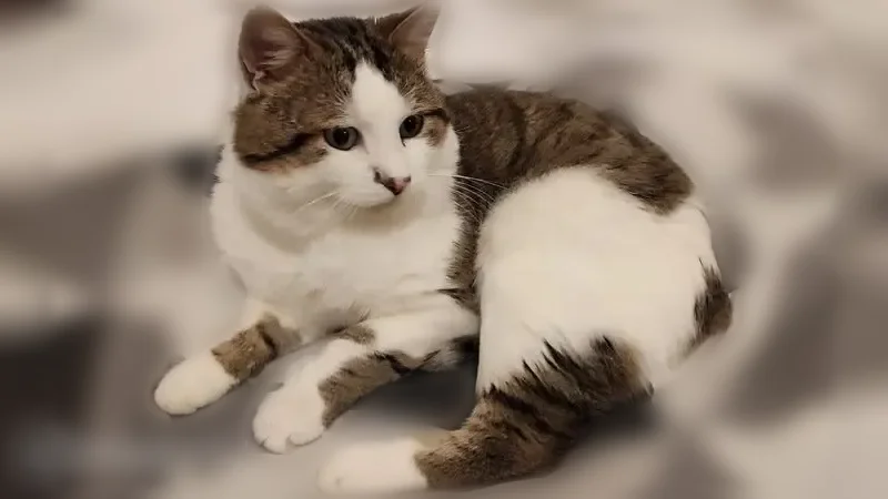 Chat perdu mâle, Le Mas Majou, 4, Bozouls - blanc et tigré - photo