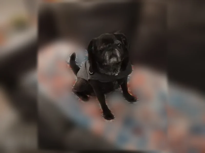 Lost dog, Ruff Road, 511, Rockmart - female, 14-year-old black pug - photo