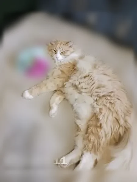 Lost cat, Pangburn Road, 3620, Heber Springs - male, orange striped long-haired cat, answers to Bubby - photo
