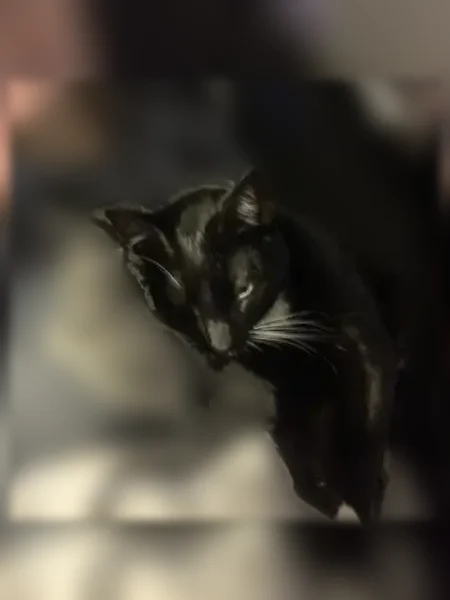 Lost cat, Richmond Hill, Georgia, Charlotte - male tuxedo cat with microchip tags - photo