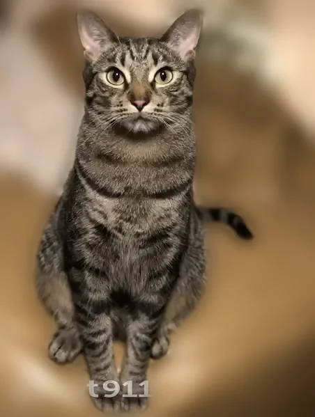 Lost cat, Alderbrook Place Northwest, 10402, Seattle, Federal Way - male, brown tabby, green eyes - photo