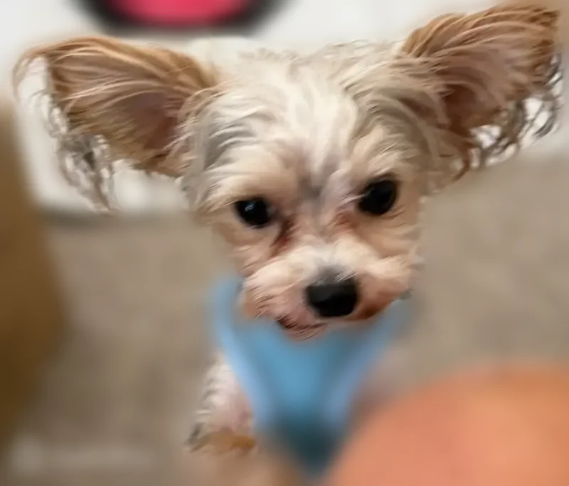 Lost dog, Southwest Manor Lake Drive, 1472, Lee's Summit, Arlington - very timid - photo