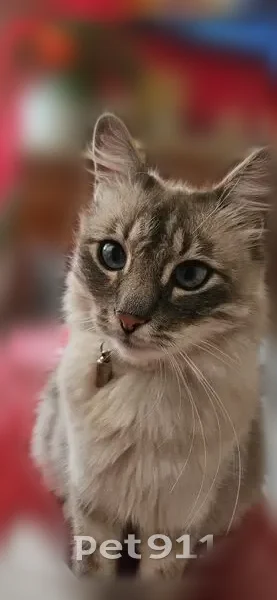 Chat perdu, Rue Joseph Gazan, 1, Nice - gris, tombé du 1er étage - photo