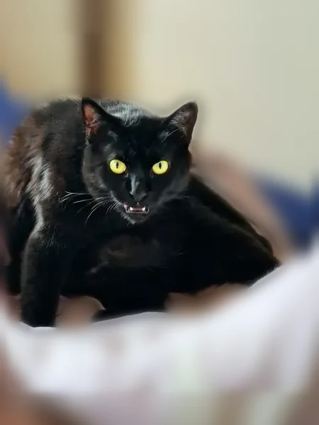 Perdu chat femelle, Rue des Romains, 3, Blotzheim, Paris - pelage entièrement noir, légèrement en surpoids - photo
