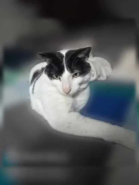 Chat perdu, Avenue Jean Jaurès, 85, Voiron - mâle, blanc tacheté noir - photo