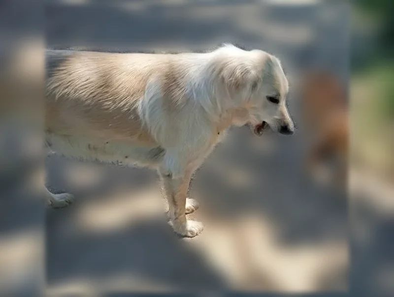 Trouvé chien femelle, Route de Corneilla la Riviere, Paris - sans collier, mère retriever et son petit - photo