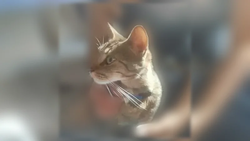 Chat perdu, femelle, Rue de Chanteloup, 31, Sainte-Savine - grise tigrée, queue repliée en 2 - photo