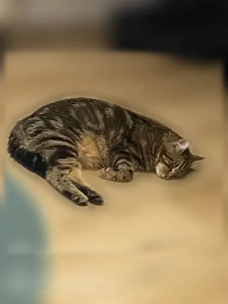 Chat perdu, Rue de la Burgonce, Niort, Paris — mâle, pucé - photo