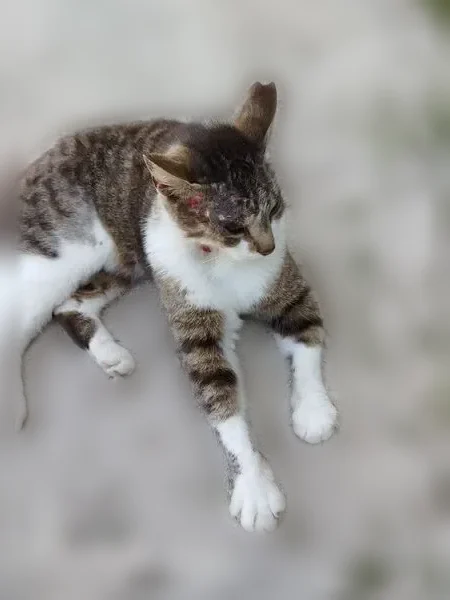 Chat trouvé, Rue du Petit Paris, 16, Jouy-le-Châtel - photo