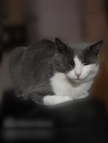 Chat perdu mâle, Grande Rue, 260, Oullins - très craintif et indépendant - photo