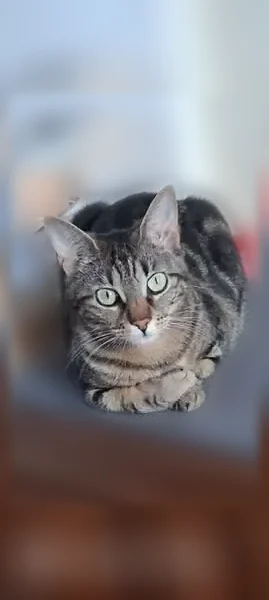 Chat perdu, femelle, Paris — chatte tigrée avec puce et queue un peu coupée - photo