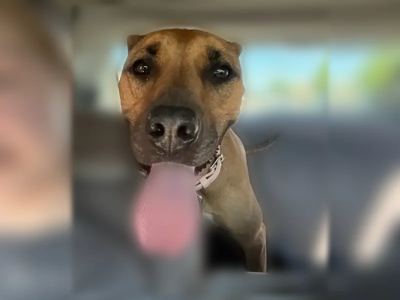 Lost dog, Portland - brown coat, pink collar - photo