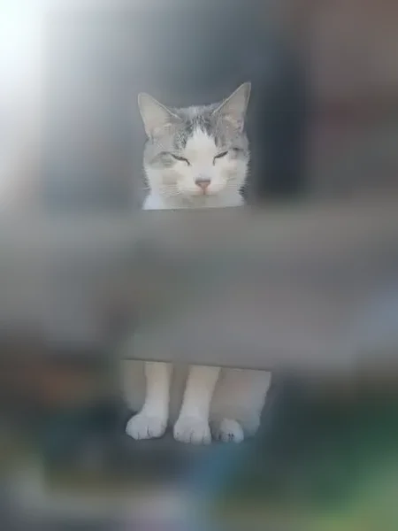 Chat perdu mâle, Paris — sociable, yeux bleus - photo
