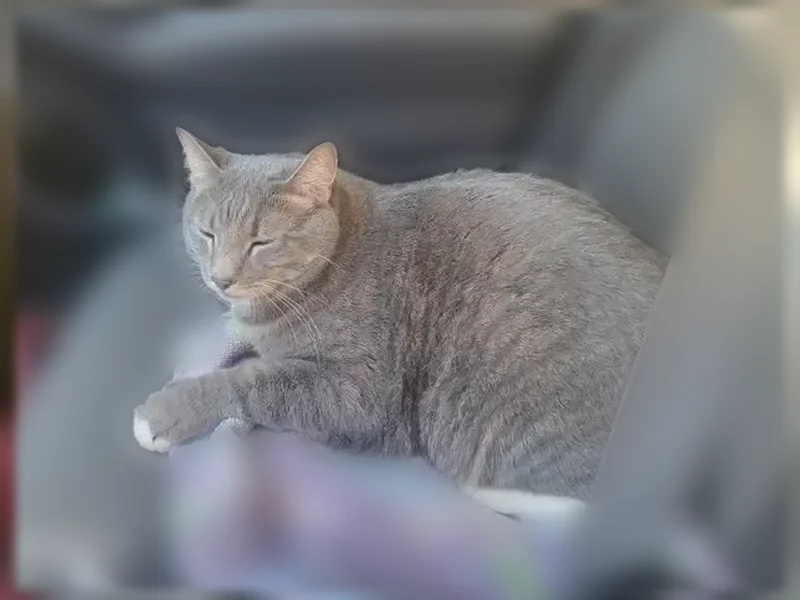 Lost cat, Diamond Peak Lane, 45, Sunriver - polydactyl, large and very sweet - photo