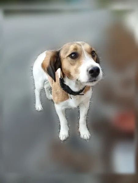 Chien trouvé femelle, Rue de la Liberté, Saint-Nicolas-du-Pélem - court après les chats - photo
