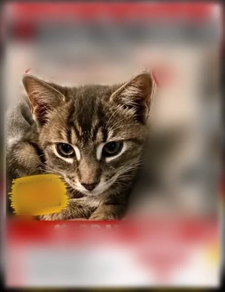 Lost cat, Express Drive South, 6, Lake Ronkonkoma, Holbrook - female, gray with white 