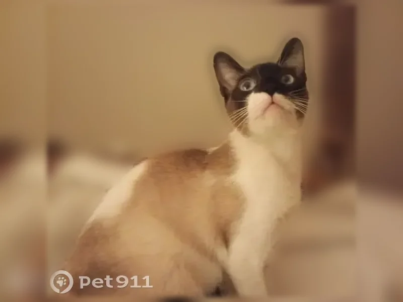 Chat perdu, Chemin Abbé Pierre, Angoulême - petit, siamois, tête noire - photo