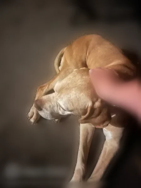 Chien trouvé mâle, Avenue Jacques Fourcade, 24, Vic-en-Bigorre - photo