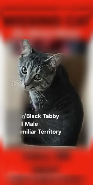 Lost cat, male, Wiseman Road, 8120, Lambertville - grey/silver/black, small - photo