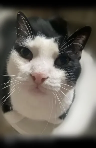 Lost cat, Bales Lane, 2303, Knoxville - older black and white tuxedo shorthair, missing an incisor - photo