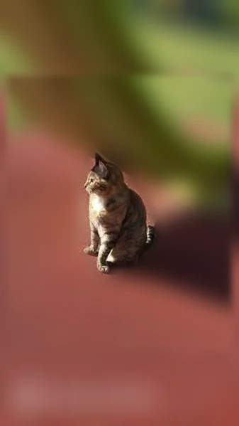 Chat perdu femelle, Rue de Lympstone, Biéville-Beuville, Cesson-Sévigné — tache blanche au cou - photo