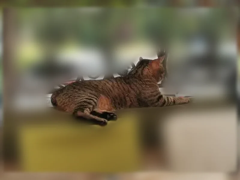 Chat perdu femelle, Boulevard Etienne Clémentel, Riom, Mâcon - tigré sans queue - photo