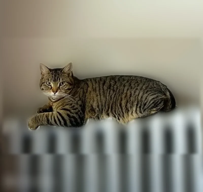 Lost cat, Commonwealth Avenue, 1940, Boston - female, brown tabby, short-haired - photo