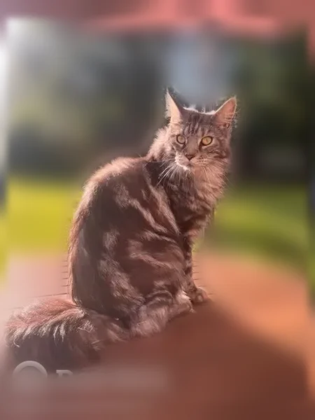 Chat perdu, D 532, Beaumont-Monteux — mâle Maine Coon gris et blanc - photo