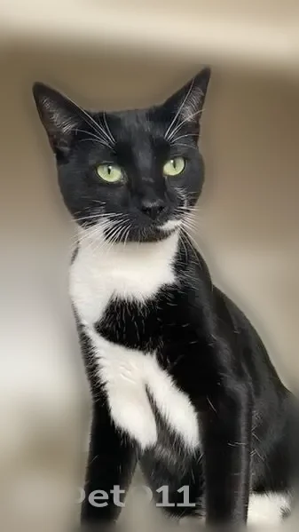 Chat perdu mâle, Rue des Louepes, 10, Chassieu - petit gabarit, très craintif - photo