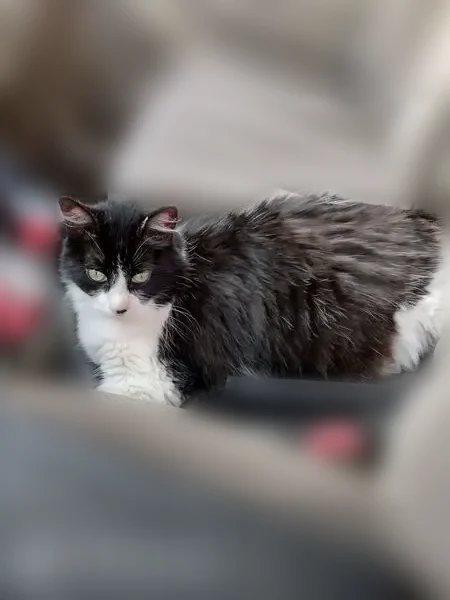Lost cat, Northwest 35th Avenue Road, 3100, Ocala, Orlando - female, black and white - photo